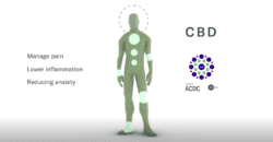 【Fact Check系列】大麻萃取物CBD係好野！CBD功用&產品