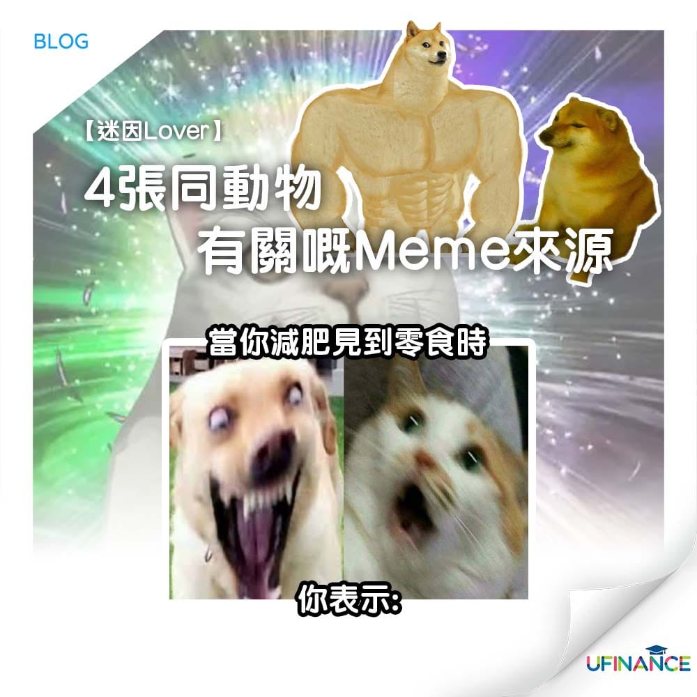 【迷因lover】4張同動物有關嘅meme來源